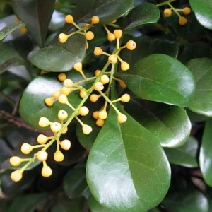 Chinese Perfume Plant Aglaia Odorata - Sweet Fragrant Blooms - 4 Inch Pot