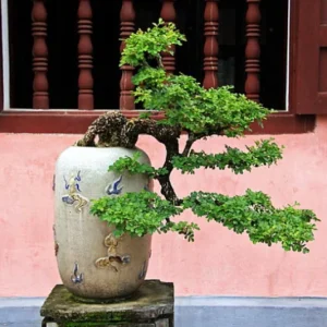 Chinese Perfume Plant Aglaia Odorata - Sweet Fragrant Blooms - 4 Inch Pot