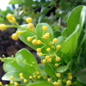 Chinese Perfume Plant Aglaia Odorata - Sweet Fragrant Blooms - 4 Inch Pot