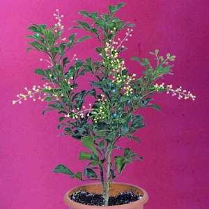 Chinese Perfume Plant Aglaia Odorata - Sweet Fragrant Blooms - 4 Inch Pot