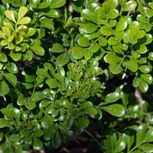 Chinese Perfume Plant Aglaia Odorata - Sweet Fragrant Blooms - 4 Inch Pot