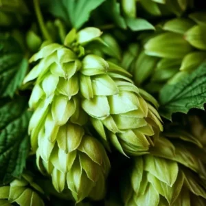 Chinook Hops Bine Live Plant 4