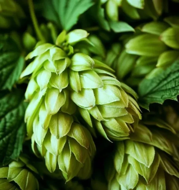 Chinook Hops Bine Live Plant 4" Pot - Perennial Beermaking Humulus Lupus