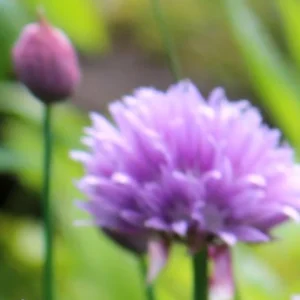 Chives Herb Plant 7 Inch Height 4 Inch Pot Culinary Herb