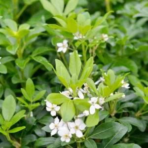 Choisya Ternata Plant - Fragrant Mexican Orange Blossom Shrub 6-12 Inch Size