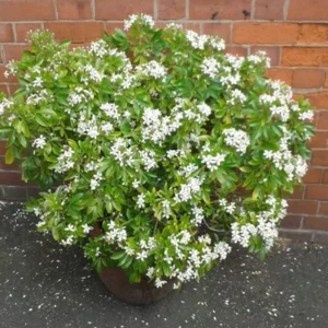 Choisya Ternata Plant - Fragrant Mexican Orange Blossom Shrub 6-12 Inch Size