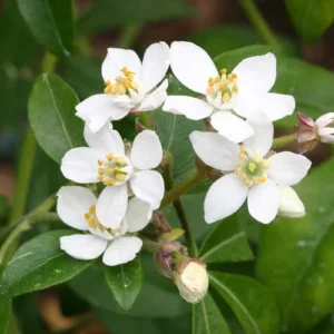 Choisya Ternata Plant - Fragrant Mexican Orange Blossom Shrub 6-12 Inch Size