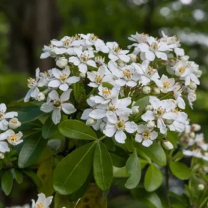 Choisya Ternata Plant - Fragrant Mexican Orange Blossom Shrub 6-12 Inch Size
