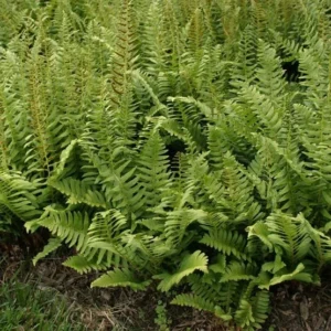 Christmas Fern Rhizomes - 20 Bare Root Polystichum Acrostichoides Fern Plants