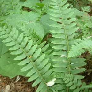 Christmas Fern Rhizomes - 20 Bare Root Polystichum Acrostichoides Fern Plants
