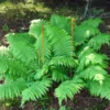 Cinnamon Fern 20 Rhizome Roots Osmundastrum Cinnamomeum for Water Gardens