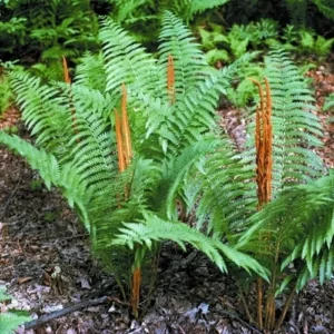 Cinnamon Fern 20 Rhizome Roots Osmundastrum Cinnamomeum for Water Gardens