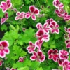 Citronella Geranium Live Starter Plant 4 inch Pot - Natural Mosquito Repellent