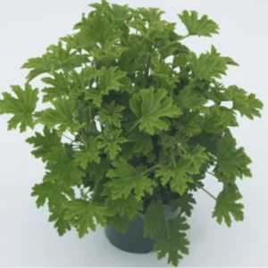 Citronella Geranium Live Starter Plant 4 inch Pot - Natural Mosquito Repellent