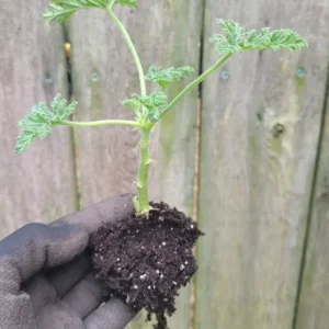 Citronella Geranium Live Starter Plant 4 inch Pot - Natural Mosquito Repellent