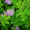 Citronella Geranium Plant - Mosquito Repellent - 4 Inch Pot