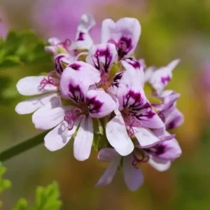 Citronella Geranium Plant - Mosquito Repellent - 4 Inch Pot