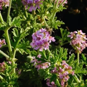 Citronella Geranium Plant - Mosquito Repellent - 4 Inch Pot