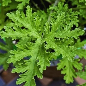 Citronella Geranium Plant - Mosquito Repellent - 4 Inch Pot