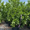 Clusia Tree Live Plant - 1 Gallon Pot - Tropical Evergreen