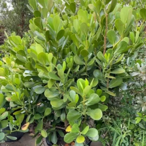 Clusia Tree Live Plant - 1 Gallon Pot - Tropical Evergreen