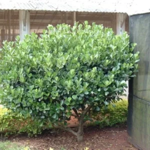Clusia Tree Live Plant - 1 Gallon Pot - Tropical Evergreen