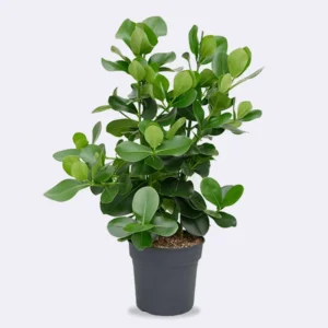 Clusia Tree Live Plant - 1 Gallon Pot - Tropical Evergreen