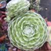Cobweb Hens & Chicks Plant - 2.5" Pot - Houseplant, Terrarium, Fairy Garden
