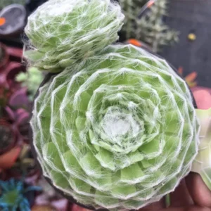 Cobweb Hens & Chicks Plant - 2.5