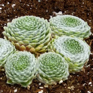 Cobweb Hens & Chicks Plant - 2.5