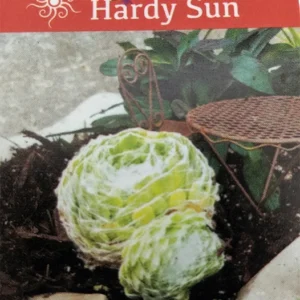 Cobweb Hens & Chicks Plant - 2.5