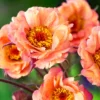 Cocktail Mai Tai Geum Avens Plant - Long Blooming Perennial - Pollinator Garden Ready