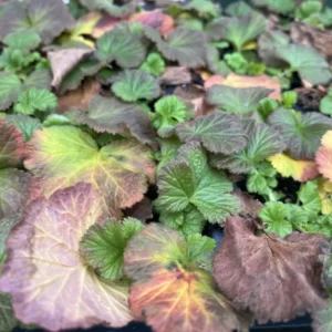 Cocktail Mai Tai Geum Avens Plant - Long Blooming Perennial - Pollinator Garden Ready