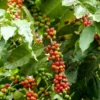 Coffea Arabica Plant - Grow Your Own Coffee Plant 3" Pot