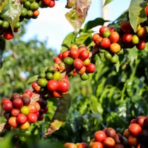 Coffea Arabica Plant - Grow Your Own Coffee Plant 3" Pot