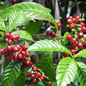 Coffea Arabica Plant - Grow Your Own Coffee Plant 3