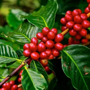 Coffea Arabica Plant - Grow Your Own Coffee Plant 3