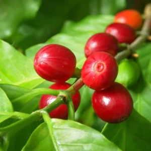 Coffea Arabica Plant - Grow Your Own Coffee Plant 3