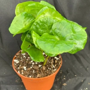Coffea Arabica Plant - Grow Your Own Coffee Plant 3