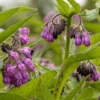 Comfrey Herb Live Plant Collection - Organically Grown Herbs - 3 to 4" Pot - Edible and Flowering