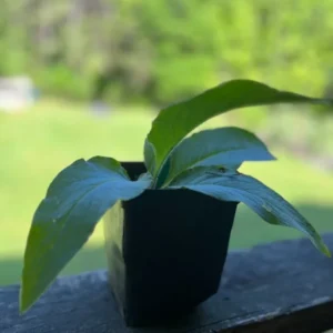 Comfrey Herb Live Plant Collection - Organically Grown Herbs - 3 to 4" Pot - Edible and Flowering