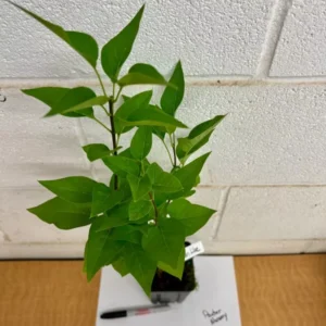 Common Lilac Tree - 4 Inch Pot - Purple Flowering Shrub