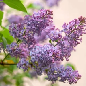 Common Lilac Tree - 4 Inch Pot - Purple Flowering Shrub
