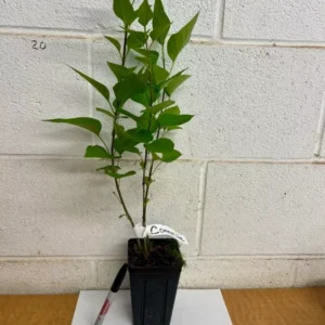 Common Lilac Tree - 4 Inch Pot - Purple Flowering Shrub