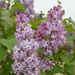 Common Lilac Tree - 4 Inch Pot - Purple Flowering Shrub