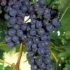 Concord Grape Plant - Vitis Labrusca - 6-12 Inch Sweet Grapevines
