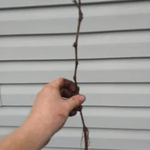 Concord Grape Plant - Vitis Labrusca - 6-12 Inch Sweet Grapevines