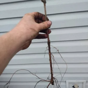 Concord Grape Plant - Vitis Labrusca - 6-12 Inch Sweet Grapevines