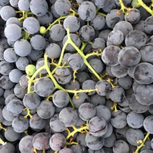 Concord Grape Plant - Vitis Labrusca - 6-12 Inch Sweet Grapevines