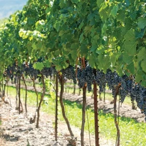 Concord Grape Plant - Vitis Labrusca - 6-12 Inch Sweet Grapevines